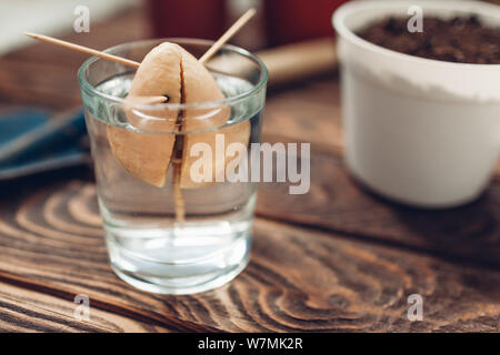 Avocado seed with sprout growing put in glass with water using toothpicks. Transplanting in a pot with soil. Gardening Stock Photo