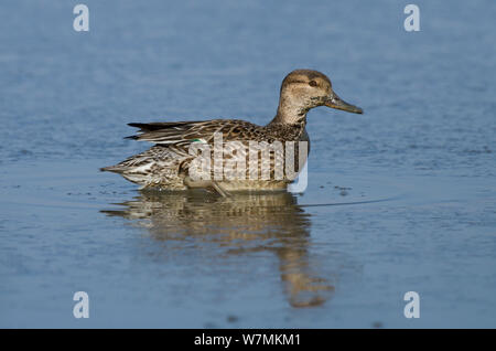 Female Common teal (Anas crecca) sitting on an ice covered lagoon, Brownsea Island, Dorset, England, UK, February Stock Photo