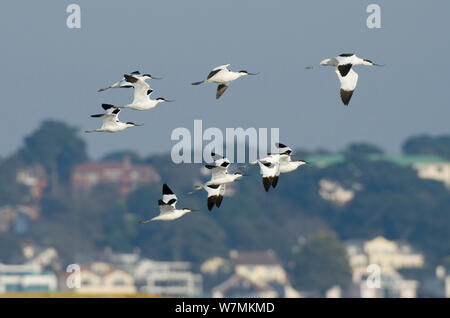 Flock of Avocets (Recurvirostra avosetta) in flight, with buildings in the background, Brownsea Island, Dorset, England, UK, February. Did you know? Avocets recolonised the UK during World War 2 when coastal defences created marshes. Stock Photo