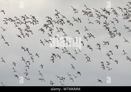 Flock of Avocets and Black tailed Godwits over coastal marshes Norfolk ...