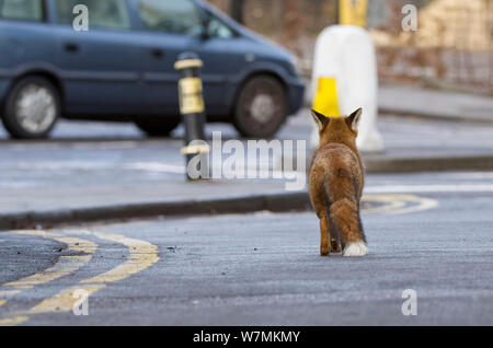 Young Red fox (Vulpes vulpes) walking down road amongst cars, Bristol, UK, January. Did you know? In some cities such as London there may be as many as 28 foxes per square mile! Stock Photo