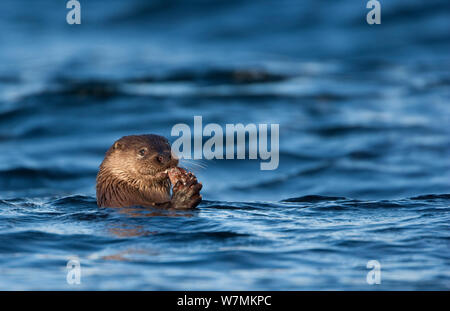 European river otter (Lutra lutra) swimming and eating fish, Isle of Mull, Inner Hebrides, Scotland, UK, December Stock Photo