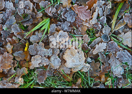 Fallen oak leaves (Quercus sp) covered in frost, Woodwalton Fen, Cambridgeshire, December Stock Photo