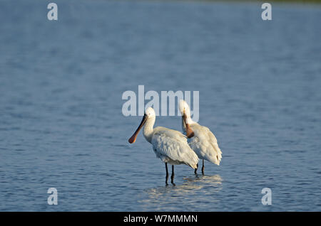 Spoonbills (Platalea leucorodia) foraging in water. Cley, Norfolk, May. Stock Photo