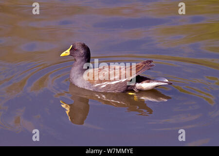 Moorhen (Gallinula chloropus) on water with reflection, yellow bill caused by a recessive gene, Barnes, South London, UK. Captive. Stock Photo