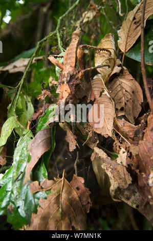 Giant Spiny stick insect (genus Haaniella), body length 130mm, on dead leaves in the understorey, Lowland dipterocarp rainforest, Danum Valley, Sabah, Borneo Stock Photo