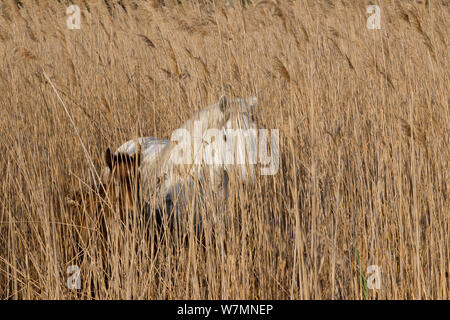 White horses of the Camargue, mother and foal amongst reeds, foal with brown baby coat, Camargue, Southern France Stock Photo