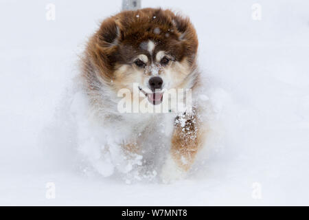 Australian shepherd dog running through snow, Colorado, USA Stock Photo