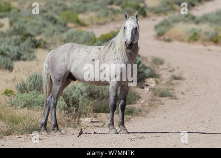 Mustang / Wild Horse, grey stallion on track, Sand wash basin herd, Colorado, USA Stock Photo