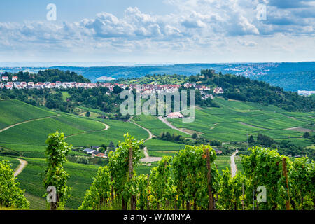 Germany, Houses and church and chapel of stuttgart district rotenberg seen from between vines of fellbach vineyards in summer