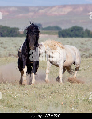 Wild horses / Mustangs, grey stallion chasing off a pinto stallion, McCullough Peaks, Wyoming, USA Stock Photo