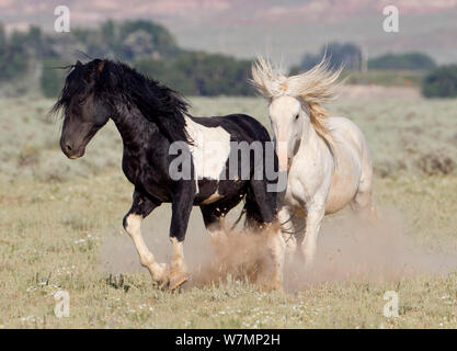 Wild horses / Mustangs, grey stallion chasing pinto stallion, McCullough Peaks, Wyoming, USA Stock Photo