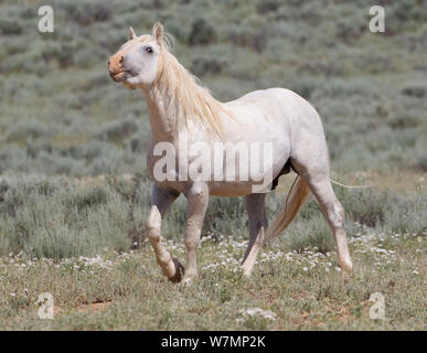 Wild horses / Mustangs, grey stallion sniffing the air for females in oestrus, McCullough Peaks, Wyoming, USA Stock Photo