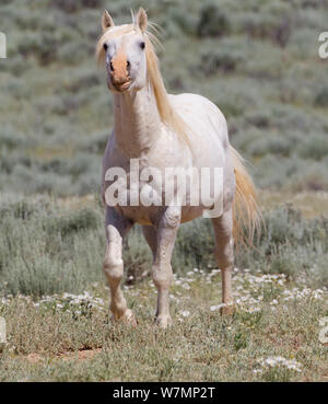 Wild horses / Mustangs, grey stallion sniffing the air for female in oestrus, McCullough Peaks, Wyoming, USA Stock Photo