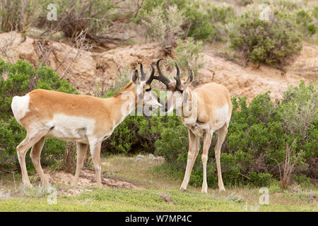 Pronghorn antelope (Antilocapra americana) male and female, Wyoming, USA, May Stock Photo