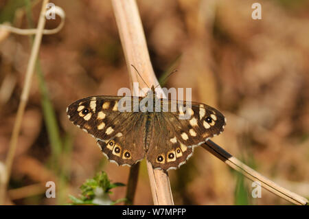 Speckled wood butterfly (Pararge aegeria) resting on dead bracken, Atlantic Oakwoods, Sunart, Scotland, May. Stock Photo