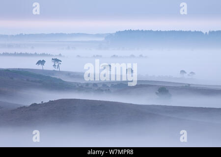 View over New Forest lowland in mist at dawn. Vereley Hill, Burley, New Forest National Park, Hampshire, England, UK, August. Stock Photo