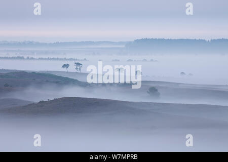View over New Forest lowland in mist at dawn. Vereley Hill, Burley, New Forest National Park, Hampshire, England, UK, August. Stock Photo