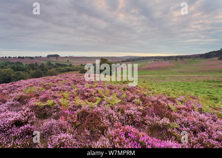 View over New Forest heathland Ling (Erica cinerea) and Bell