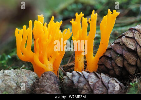 Yellow Antler Fungus (Calocera viscosa). Bolderwood, New Forest National Park, Hampshire, England, UK, October. Did you know? There are more than 3,000 fungus species in the UK, and autumn is the best time to find them. Stock Photo