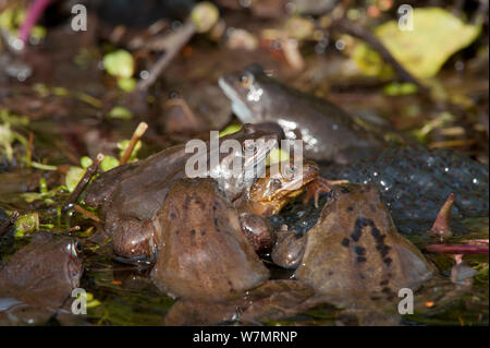 Common frogs (Rana temporaria) spawning in garden pond, Warwickshire, England, UK, March Stock Photo