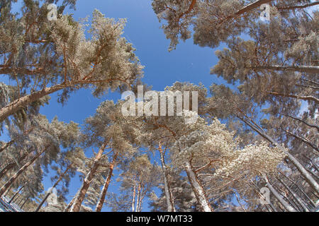 Forest of scots pine after heavy snowfall, Cairngorms National Park, Scotland, March 2012. Stock Photo