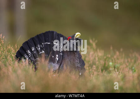 Male capercaillie (Tetrao urogallus) displaying, Cairngorms National Park, Scotland, March 2012. Stock Photo