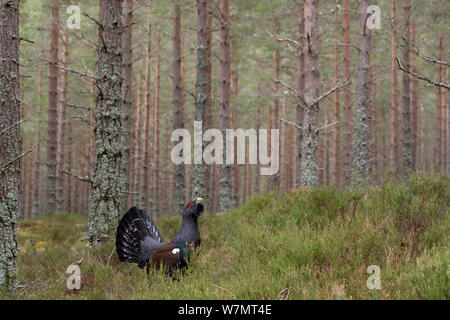 Male capercaillie (Tetrao urogallus) displaying in pine forest, Cairngorms National Park, Scotland, March 2012. Stock Photo