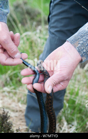 Local resident Roy Peters holding two Adders (Vipera berus) female on right and male on left showing thickening at base of tail. Caesar's Camp, Fleet, Hampshire, England, UK, May 2011. Model released. Stock Photo