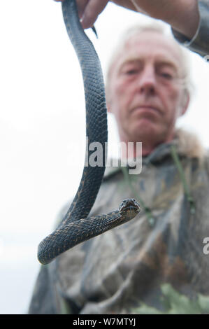 Local resident Roy Peters holding an Adder (Vipera berus), Caesar's Camp, Fleet, Hampshire, England, UK, May 2011. Model released. Stock Photo