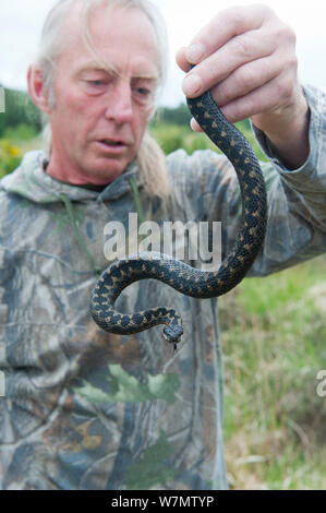 Local resident Roy Peters holding a male Adder (Vipera berus), Caesar's Camp, Fleet, Hampshire, England, UK, May 2011. Model released. Stock Photo