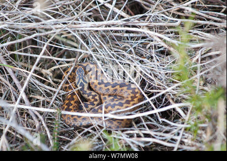 Adder (Vipera berus) adult female on heathland, Caesar's Camp, Hampshire, England, UK, May 2011. Stock Photo