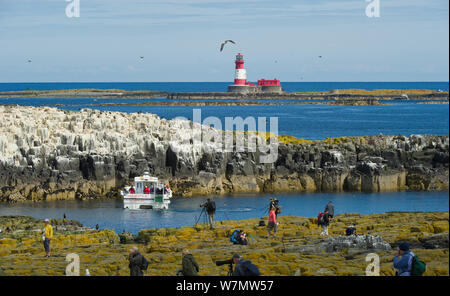 Tourists and photographers on Staple Island with Longstone Island and lighthouse in background, Farne Islands, Northumberland, June 2011. Stock Photo