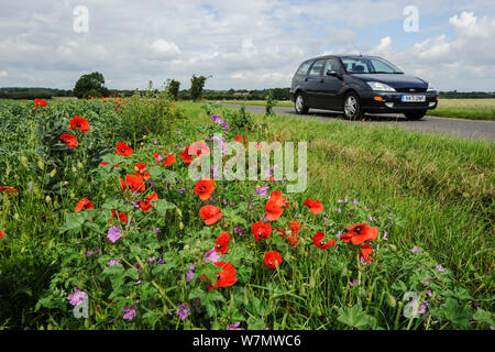 Common poppes (Papaver rhoeas) and Common mallow (Malva sylvestris) growing on roadside verge, Kent, England, UK, March. Stock Photo