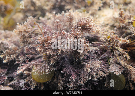 Coral weed (Corallina officinalis) growing in a rockpool, Crail, Fife, UK, July Stock Photo