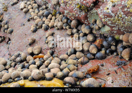 Dense gathering of adult and young Common periwinkles (Littorina liitorea) on red sandstone rocks exposed at low tide, North Berwick, East Lothian, July. Stock Photo