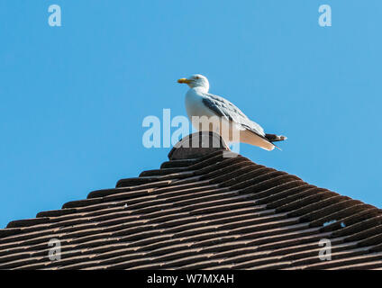 A shot of a herring gull standing at the apex of a rooftop. Stock Photo