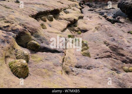 Common limpets (Patella vulgata) clustered in gulleys and depressions in red sandstone rock high on the shore at Crail, Scotland, UK, July. Stock Photo