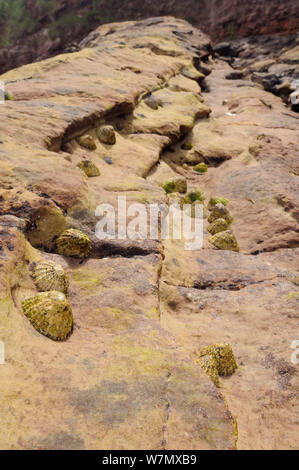 Common limpets (Patella vulgata) clustered in gulleys and depressions in red sandstone rock high on the shore at Crail, Scotland, UK, July. Stock Photo