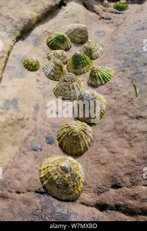 Common limpets (Patella vulgata) clustered in a gulley in red sandstone rock high on the shore at low tide, Crail, Scotland, UK, July. Stock Photo