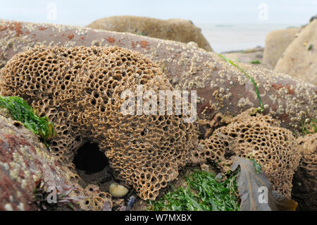 Honeycomb worm reef (Sabellaria alveolata) with clustered tubes built of sand grains attached to boulders, exposed at low tide with the barnacle encrusted boulders and the sea in the background, St.Bees, Cumbria, UK, July. Stock Photo