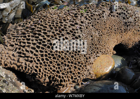 Honeycomb worm reef (Sabellaria alveolata) with clustered tubes built of sand grains attached to boulders, exposed at low tide, alongside Saw wrack (Fucus serratus) St.Bees, Cumbria, UK, July. Stock Photo