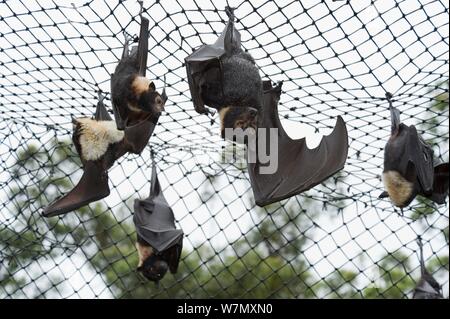 Spectacled flying foxes (Pteropus conspicillatus) hanging from roof of their enclosure, Tolga Bat Hospital, Atherton, North Queensland, Australia. January 2008. Stock Photo