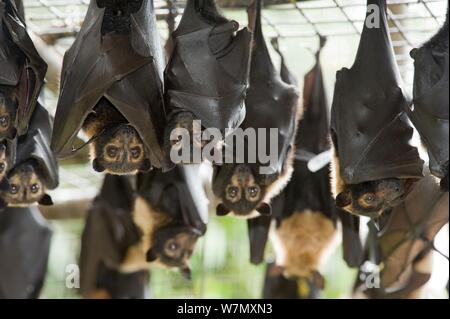 Spectacled flying foxes (Pteropus conspicillatus) hanging from roof of their enclosure, Tolga Bat Hospital, Atherton, North Queensland, Australia. January 2008. Stock Photo