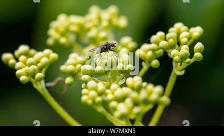 A macro shot of a fly resting on the flower buds of a climbing hydrangea bush. Stock Photo