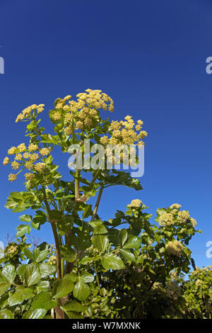 Alexanders (Smyrnium olusatrum) flowers in early spring with blue sky, Norfolk, UK, March. Stock Photo