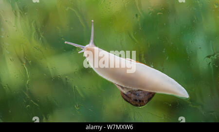 A macro shot of a garden snail climbing up a wet window. Stock Photo