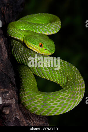 Green / White-lipped tree viper (Cryptelytrops / Trimeresurus albolabris), captive, from SE Asia Stock Photo