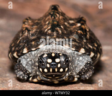 Black / Indian spotted pond turtle (Geoclemys hamiltonii) captive, from Asia Stock Photo