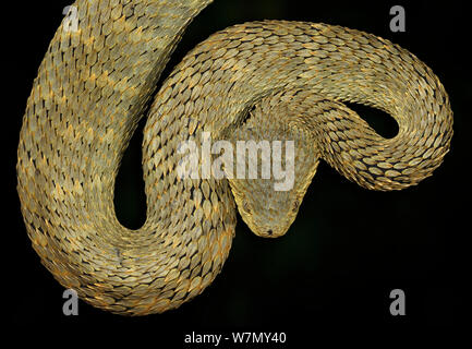 Broadley's Bush Viper (Atheris broadleyi) captive from Cameroon and Central African Republic Stock Photo